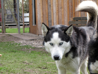 Huskies Erleben